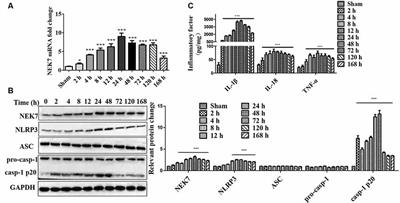 NEK7 Regulates NLRP3 Inflammasome Activation and Neuroinflammation Post-traumatic Brain Injury